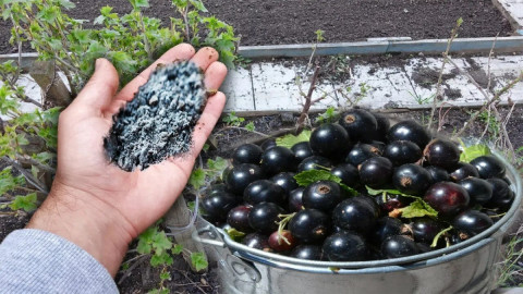 Смородина с крупными ягодами и горсть подкормки