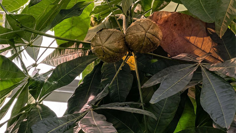 Малабарский каштан в ботаническом саду