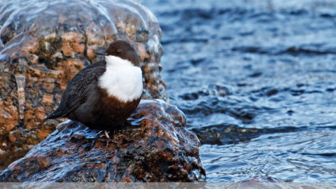 Оляпка в естественной среде