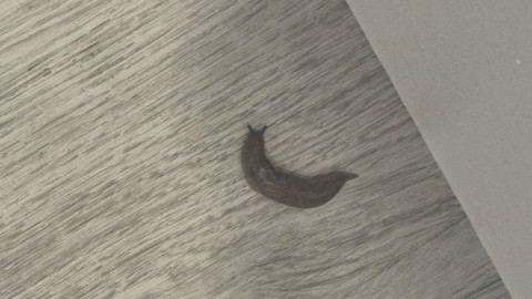 Слизень на полу