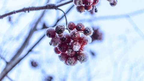 Кустарник зимой