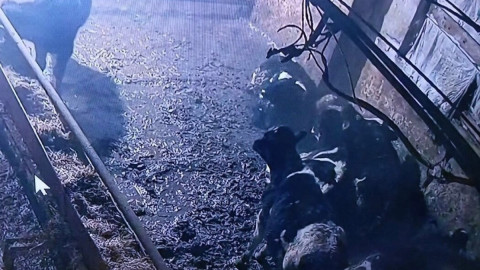 Коровы в стойле