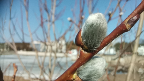 Почки распускаются