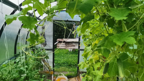 Теплица на даче