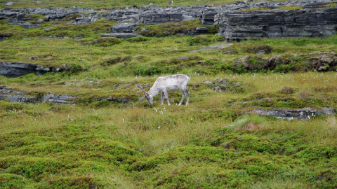 олень арктика природа