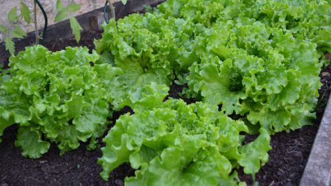 Культура на грядке