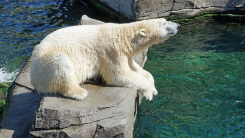 медведь природа экология