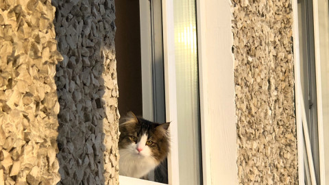 Кот смотрит из открытого окна