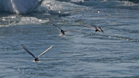 арктика природа крачка