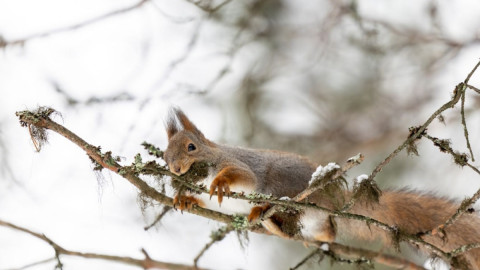 белка сидит на дереве