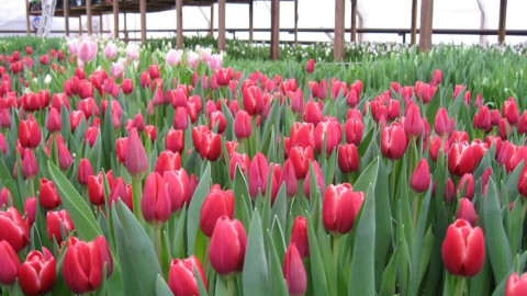 тюльпаны растут на клумбе