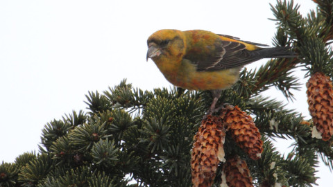 Клест на ели