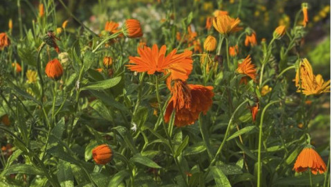 цветы мурманск лекция