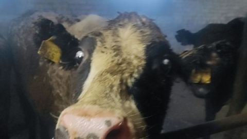 Морда коровы