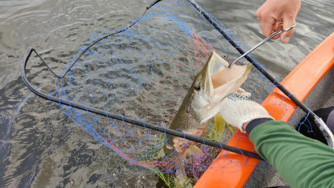 Щука у рыбака