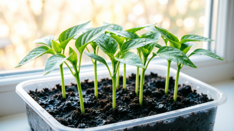 Рассада перцев на окне