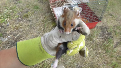 Рука держит карбыша