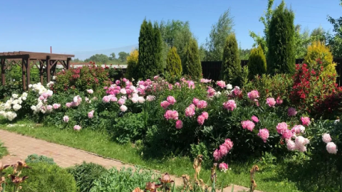 дача в пионах