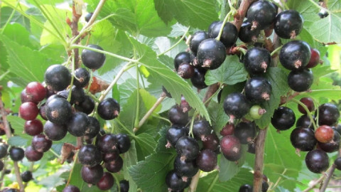 черная смородина