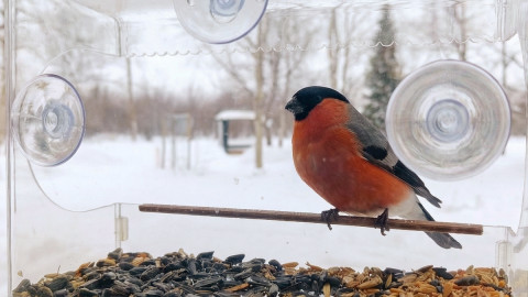 птицы север арктика