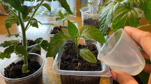 полив рассады