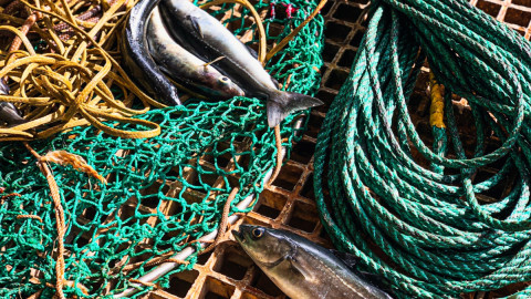 Рыба на судне с сетями