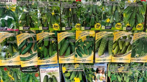 Семена огурцов