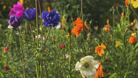 цветы эфирные масла женщины