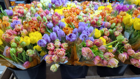 цветы мурманск концерт