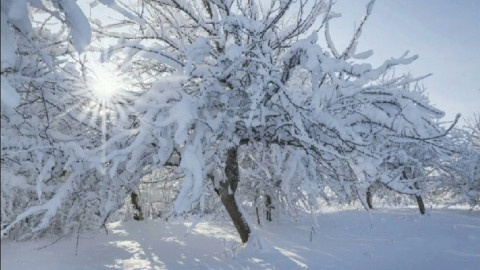 деревья в снегу