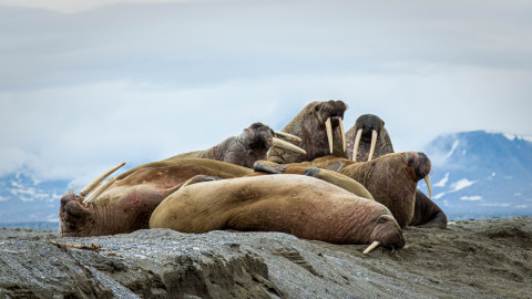 Моржи на камнях