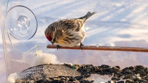 птица клюет семечки в кормушке