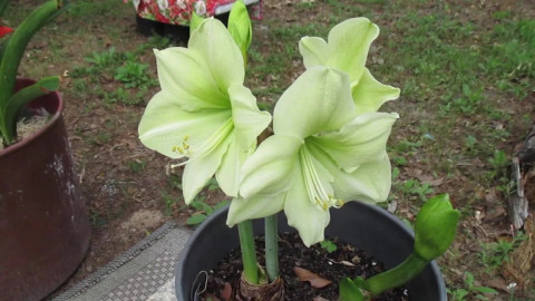 Гиппеаструм