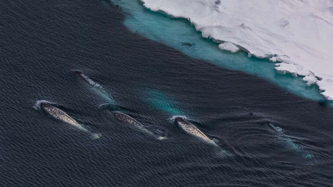 Стая нарвалов