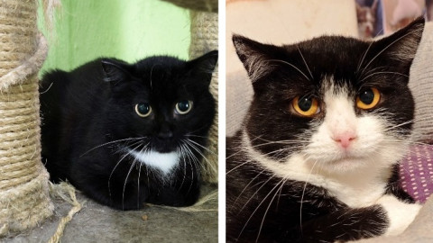 две черно-белые кошки