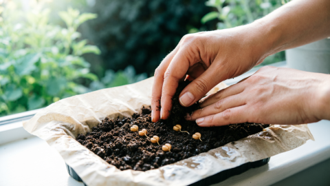 Семена на бумажной подложке