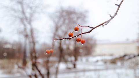 капли воды на ягодах рябины