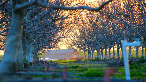 Деревья в ряд