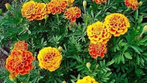 Бархатцы на клумбе