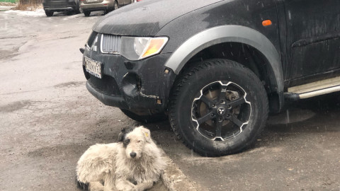 мурманск собака животные