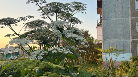 Борщевик летом