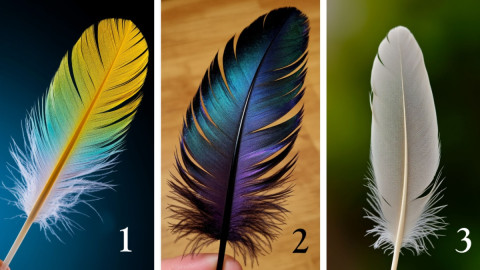 три разных пера