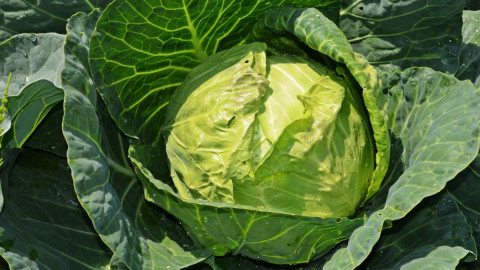 Кочан капусты