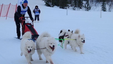 гонки на собачьих упряжках