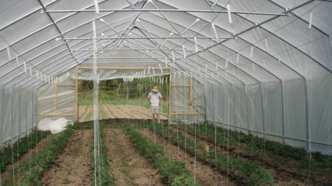 Теплица на даче