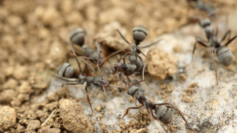 Муравьи на даче