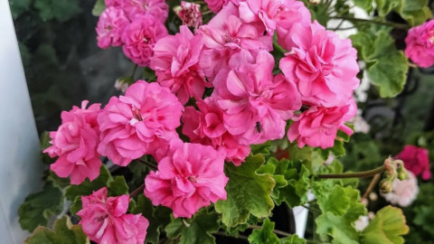 Пышное цветение герани