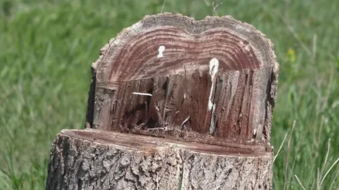 Пень, от которого можно легко избавиться