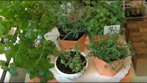 Зелень на подоконнике