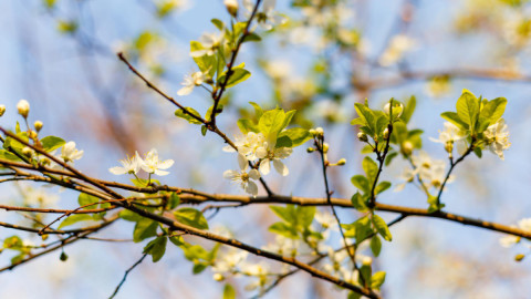 Первые листья на ветке весной